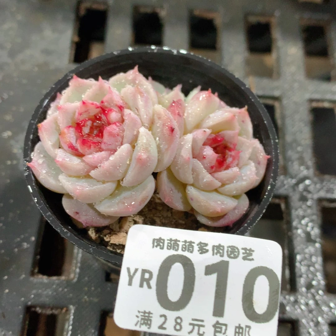 肉萌萌拇指盆精控多肉YR010