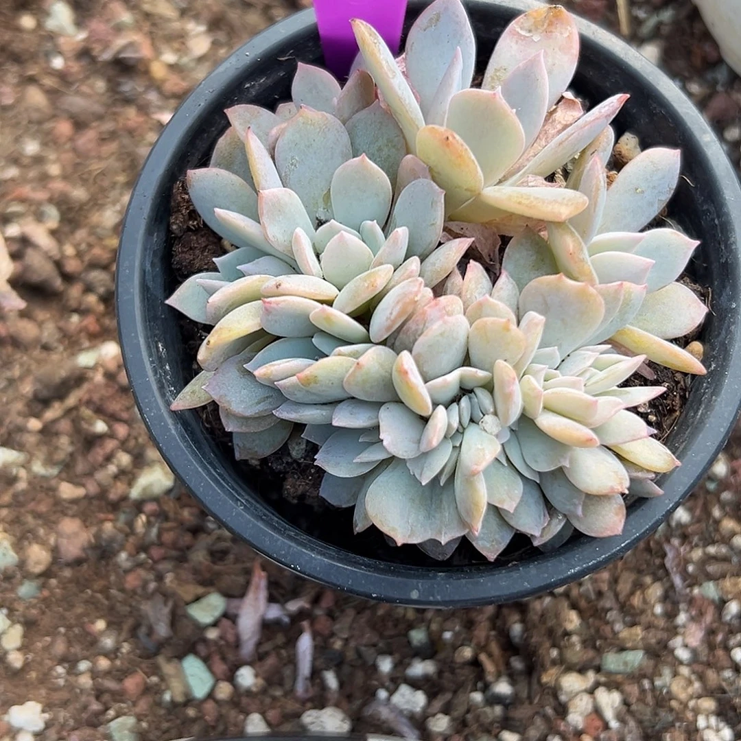 水****多肉植物一物一拍