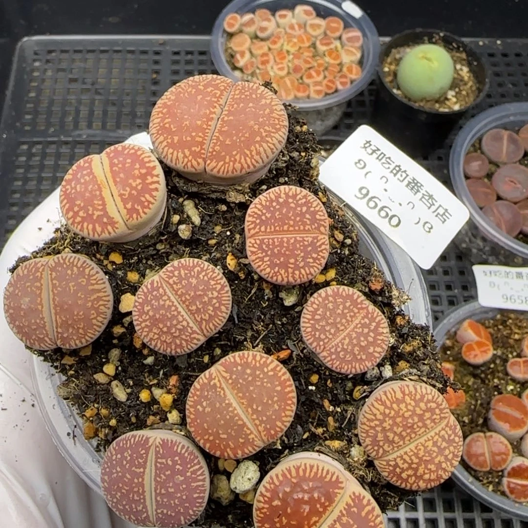 9660。默认脱土。18包邮。偏远88包邮