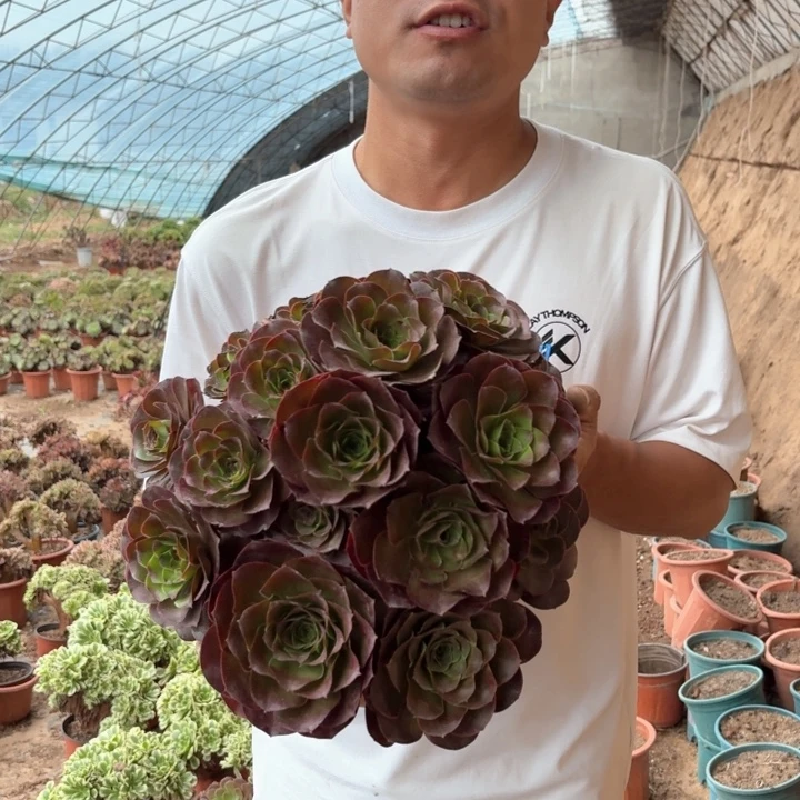 魅金玫瑰好看好养好看