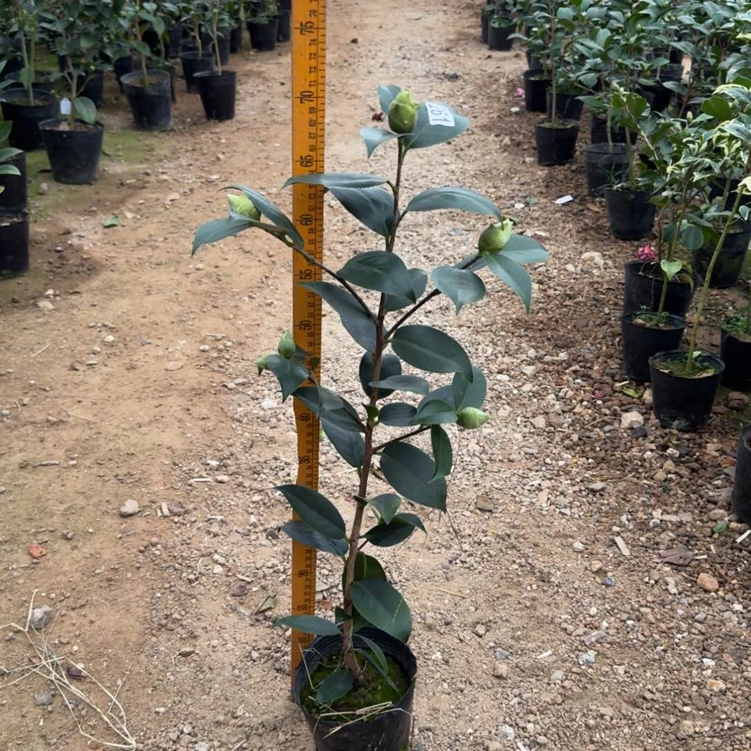 少量花朵（建议范围：2朵-5朵 或40%以下）261绿可娜