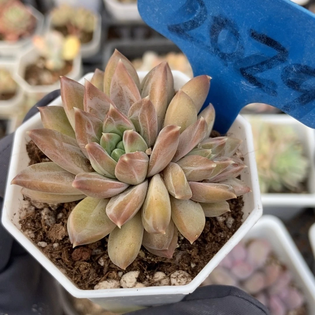 2029牧斯美人多肉植物保护