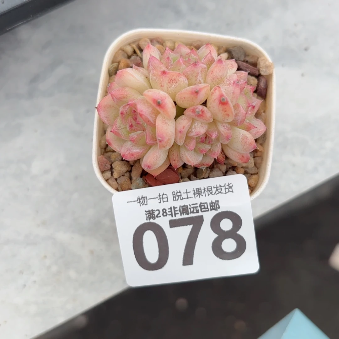 甜心珍妮无盆土发货