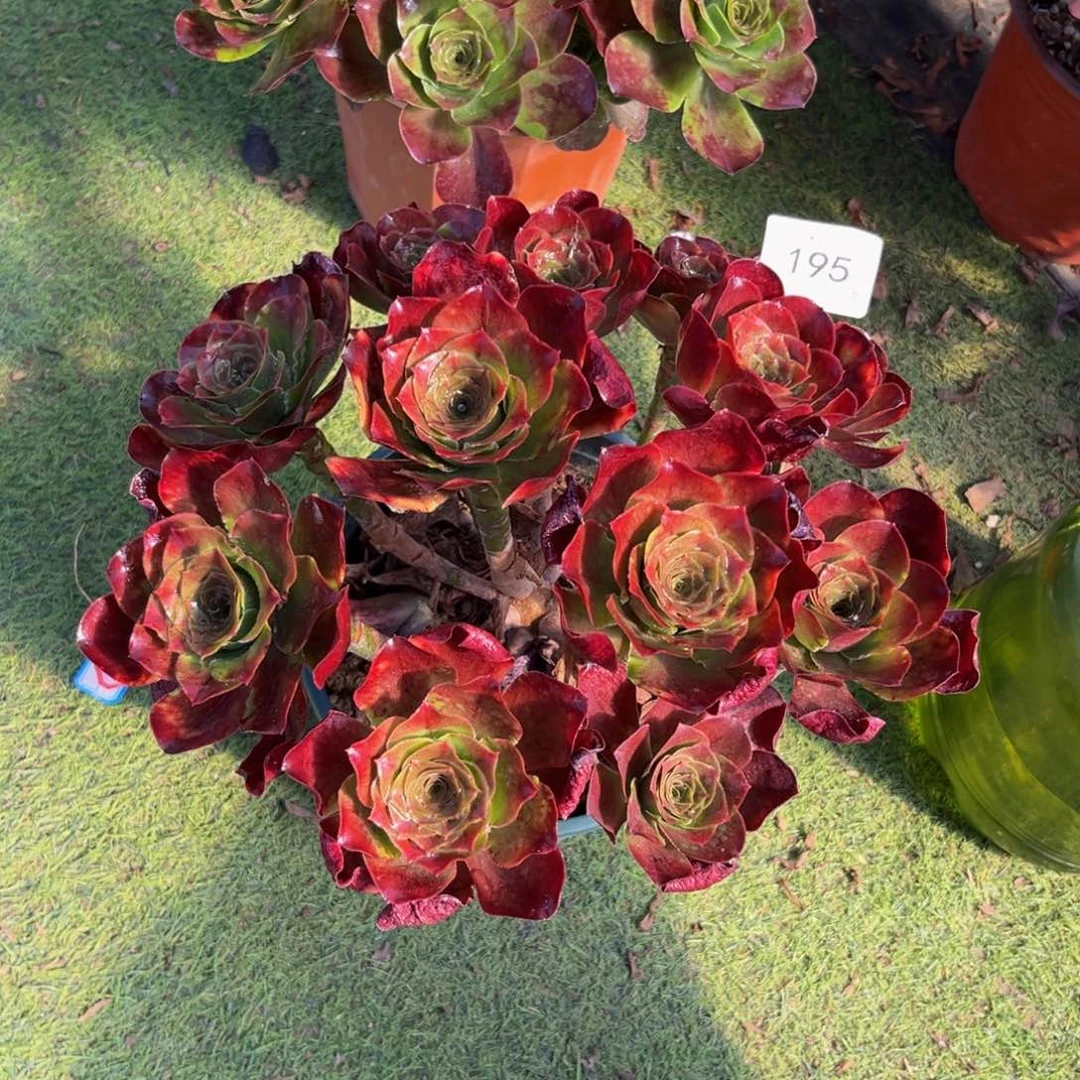 195魅金玫瑰精品法师