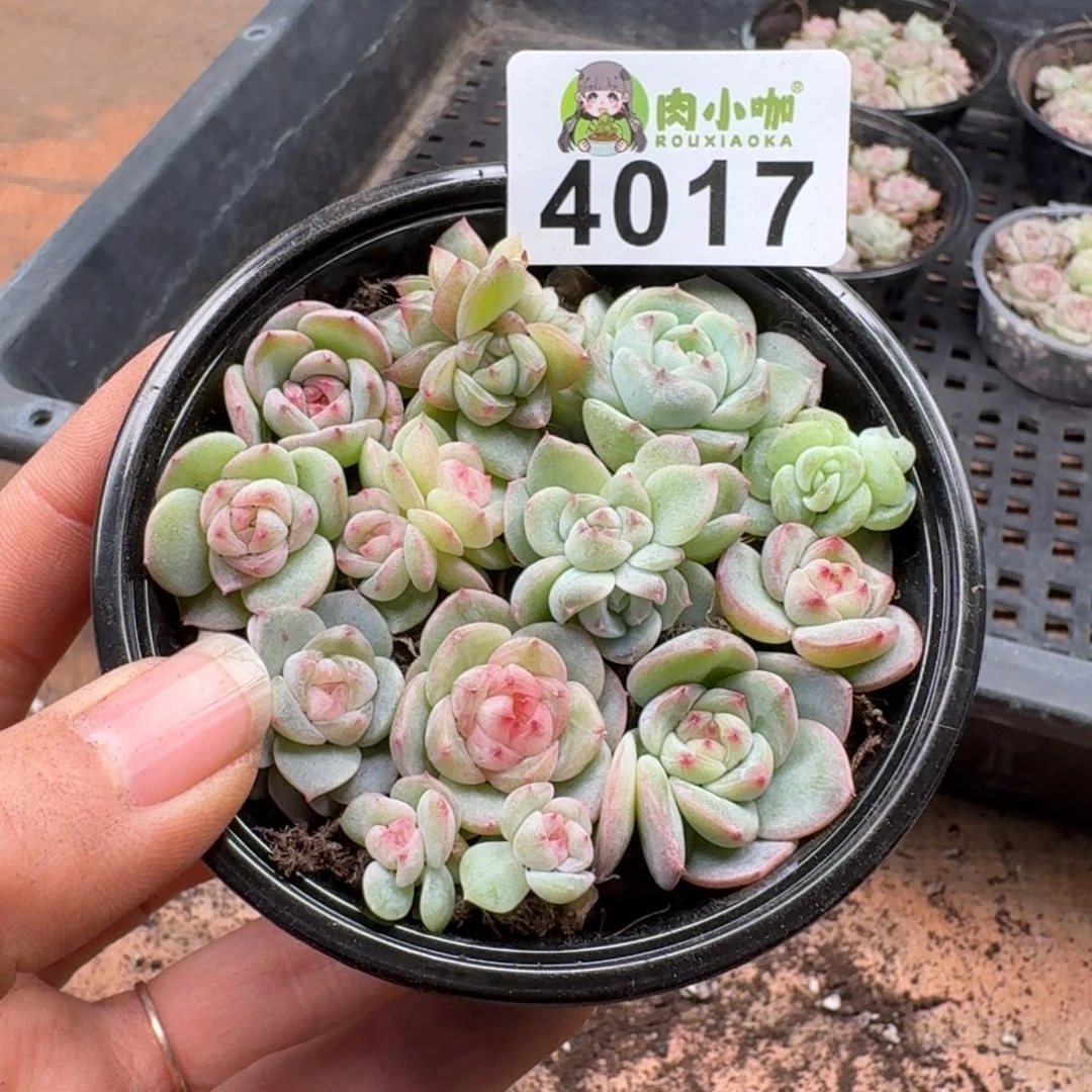 多肉植物多肉植物