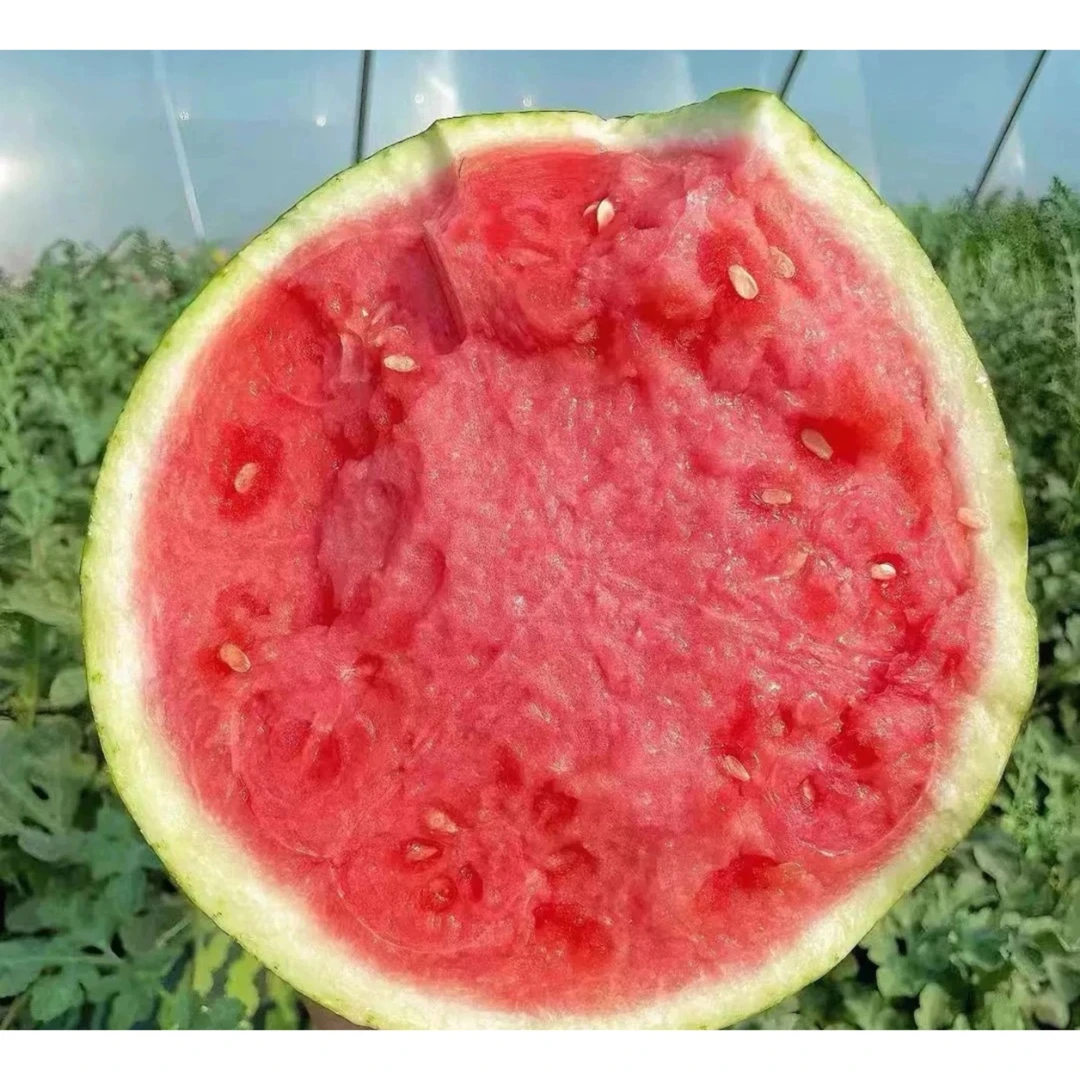 东台西瓜佳年华五号 口感脆甜