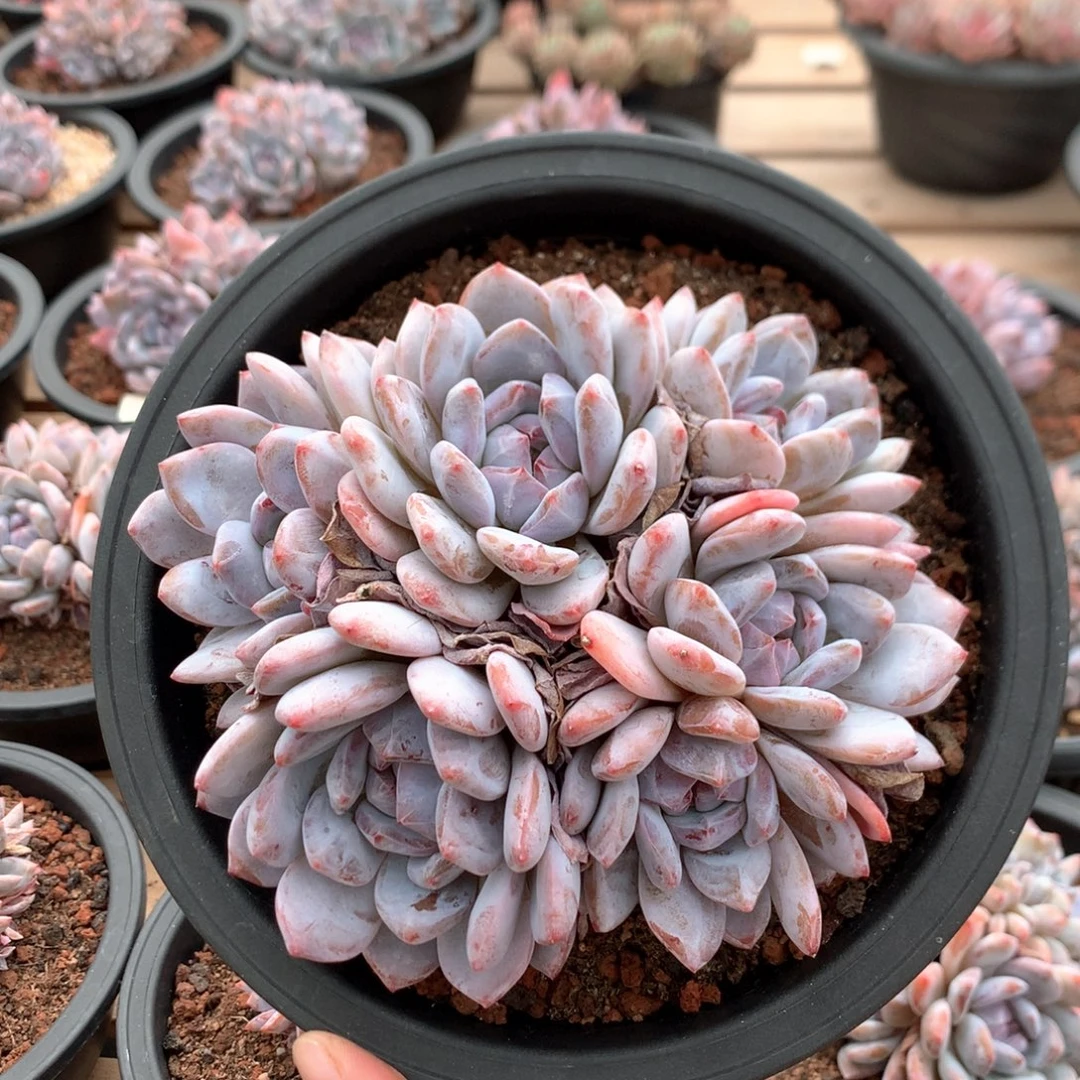 15厘米六头有砍星影 4712