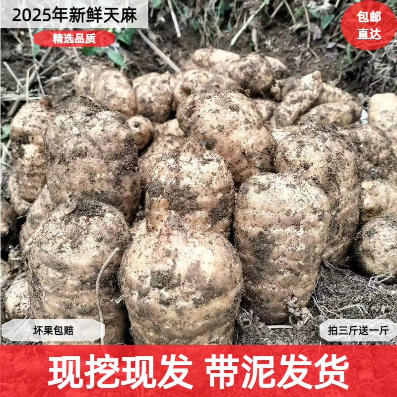 【拍3斤发4斤】贵州大方新鲜天麻现挖现发包邮