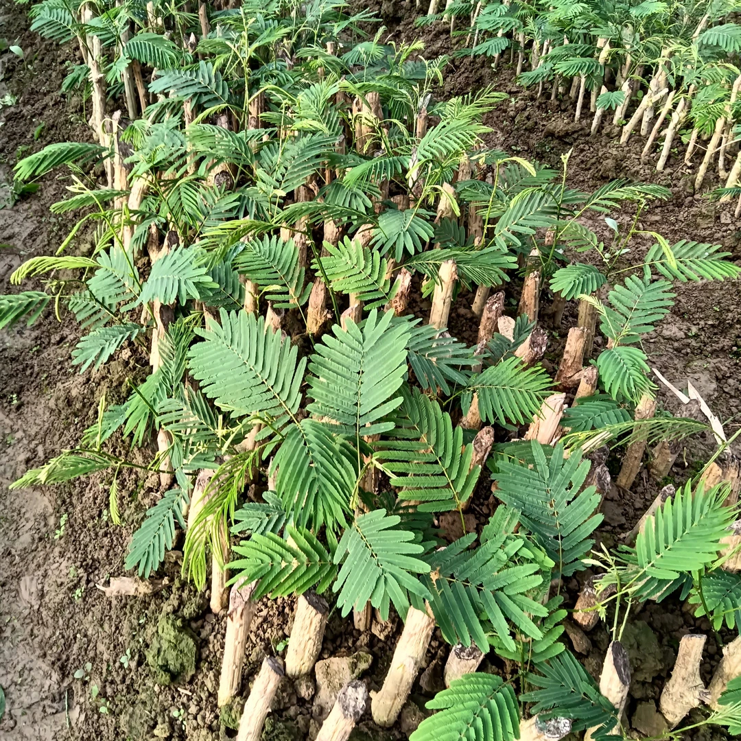 云南帕哈绿色植物臭菜带根带土发货盆栽易活1棵1盆盆栽苗