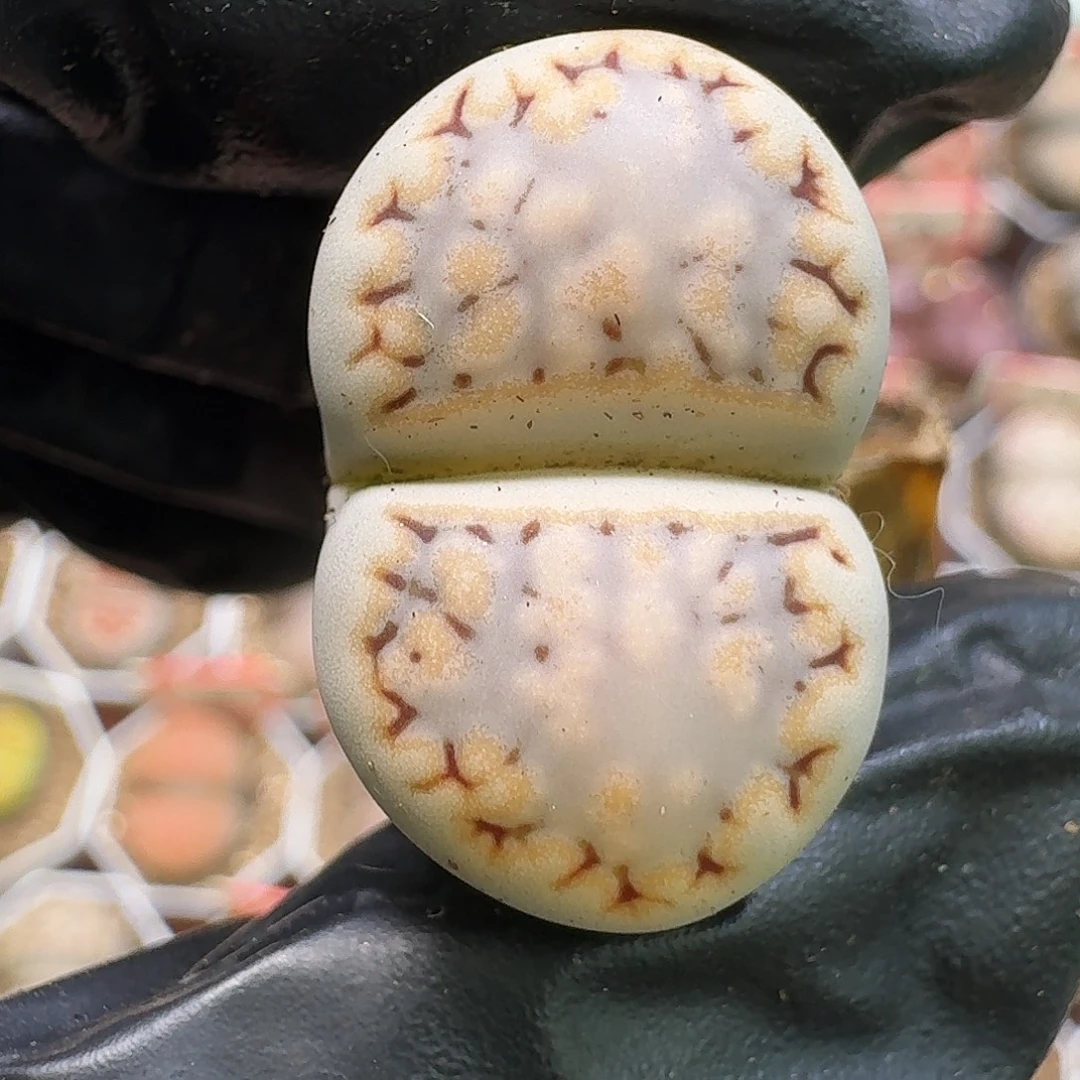 生石花1111111。    503