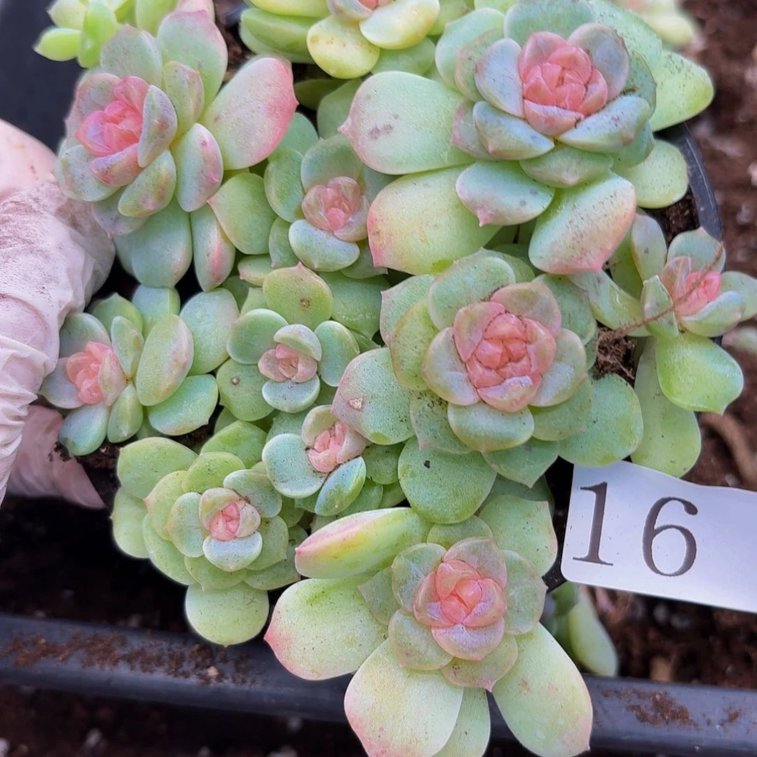 多肉植物多肉植物16