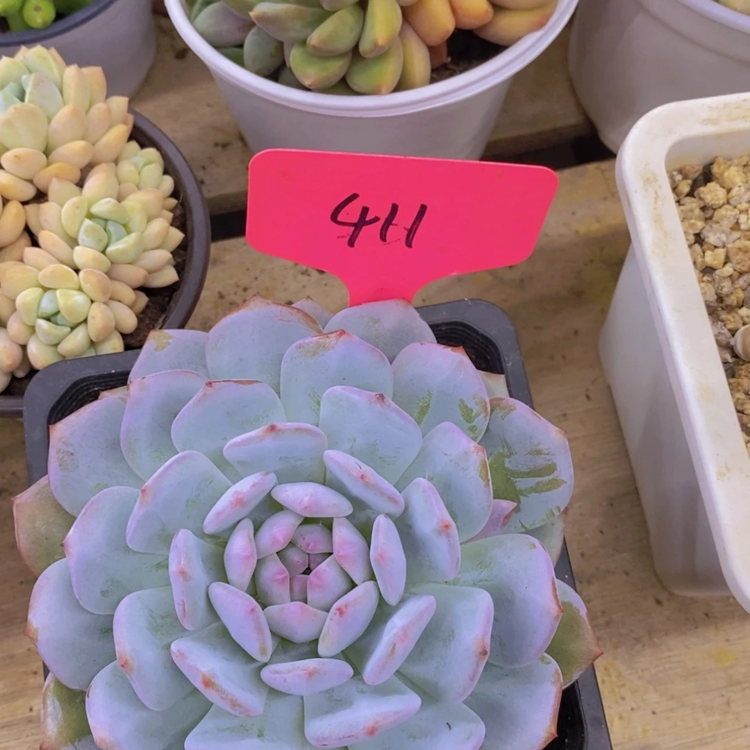 清货，一物一拍，不对比价格