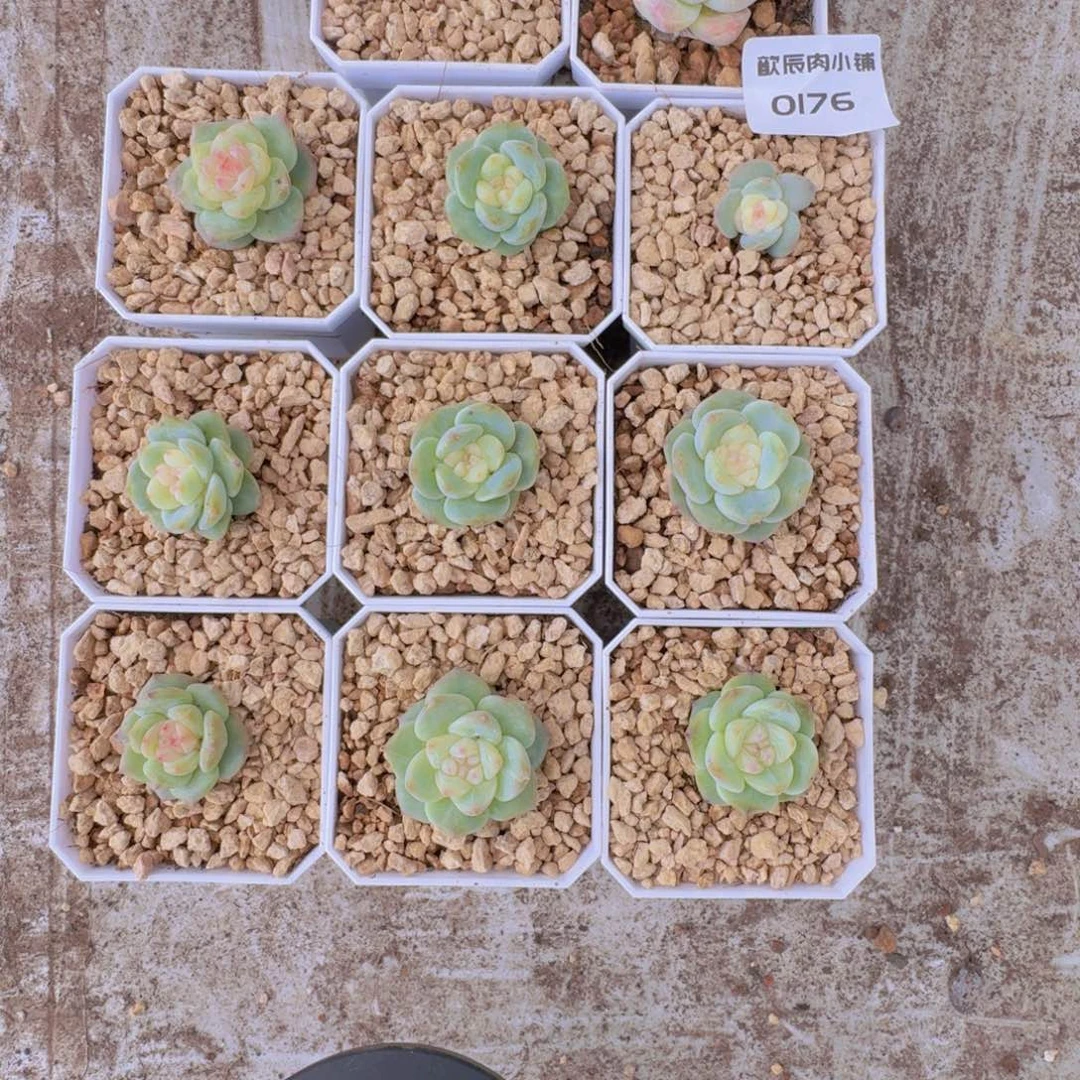 燕***语多肉植物糖心10颗发货飞0176