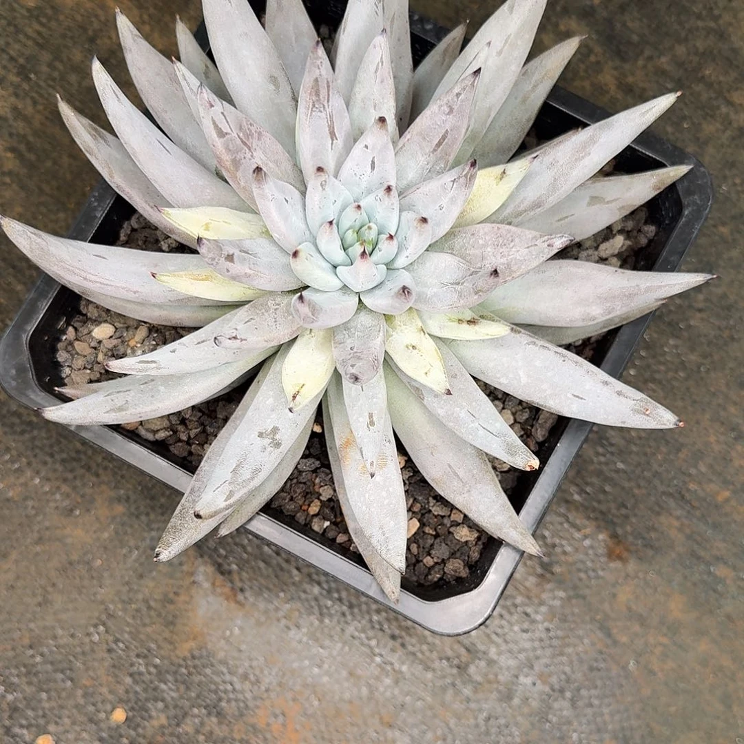 喵****魔抓多肉植物寄养