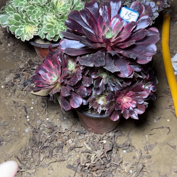 多肉植物梦娜丽莎15