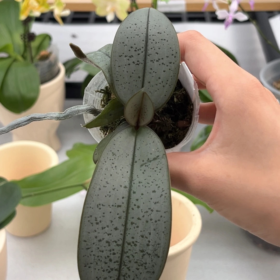 无花朵1.7寸超银西实生苗