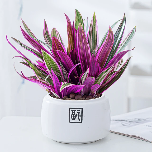 紫露兰盆栽吊兰四季常青办公室内客厅好养净化空气懒人吸水紫背兰