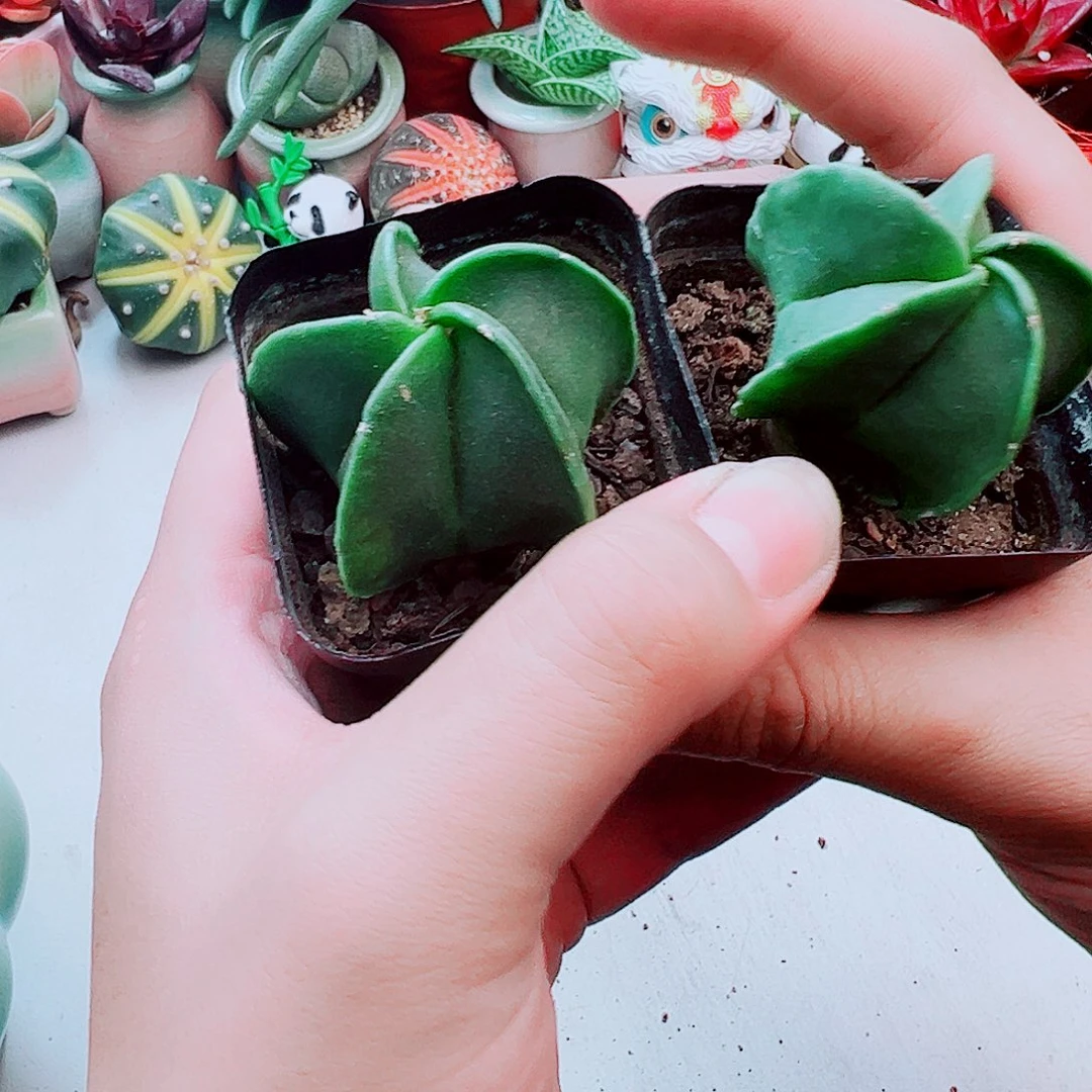 五角星仙人球多肉植物