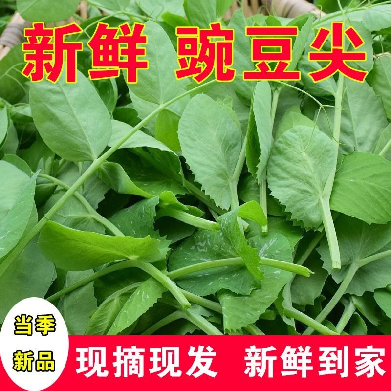 四川新鲜豌豆尖现摘嫩尖嫩叶蔬菜农家自种露天豌豆尖