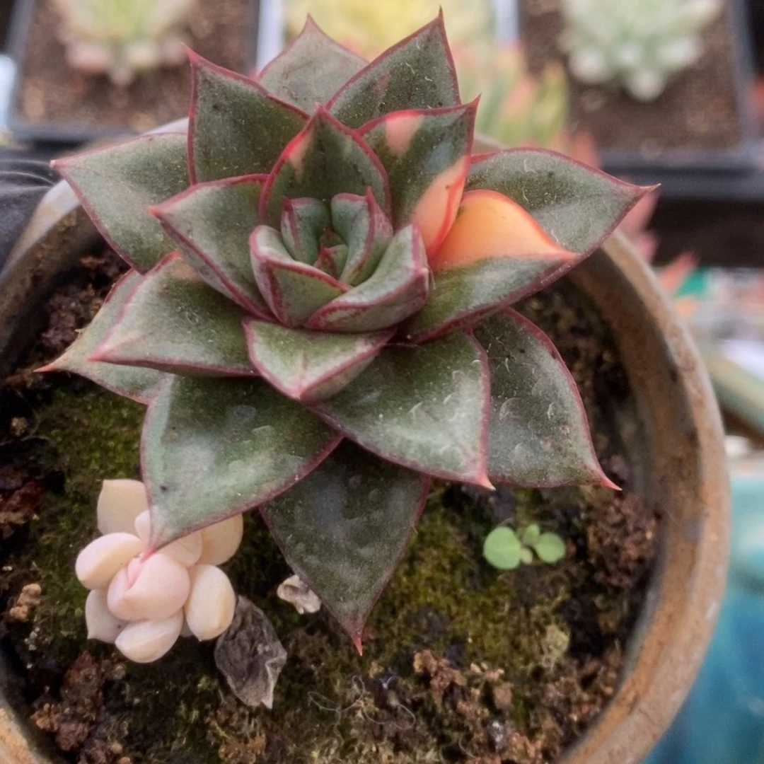 680麒麟座锦锦锦锦锦锦