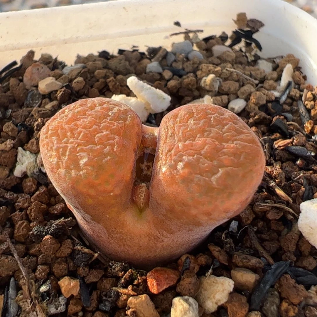 1808.3蛋糕多肉植物