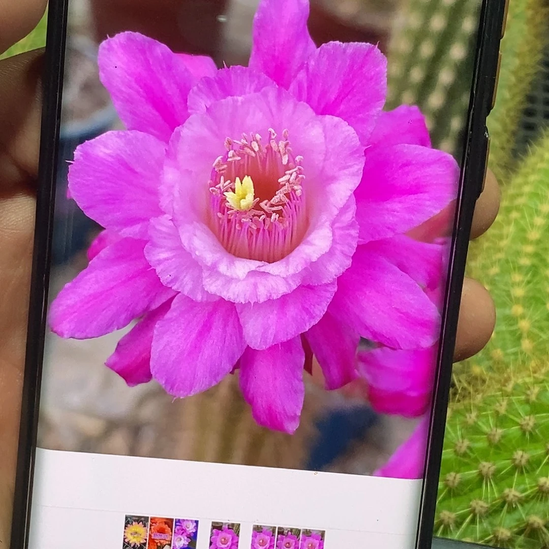 金妞海姆侧芽 歪 20包邮高 8公分