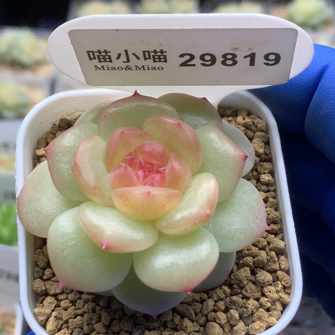 多肉植物杂交珍妮