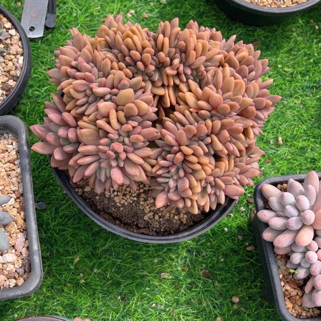 桃花源缀4558556666