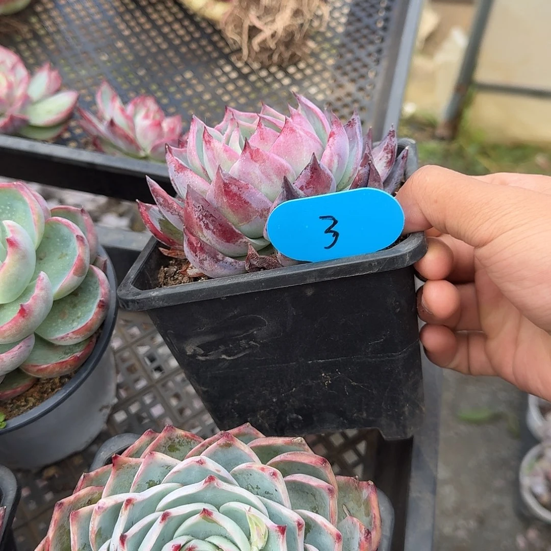 3号粉丝福利惊鸿仙子