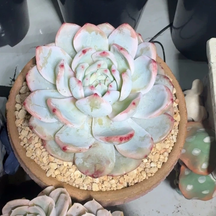 橙梦露 锦  一物一拍