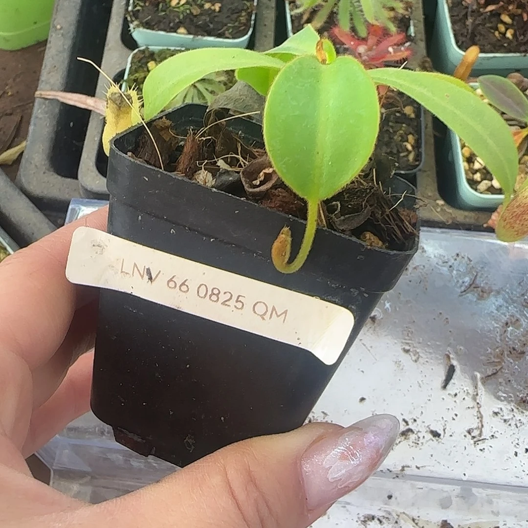 无花朵LNV猪笼草猪