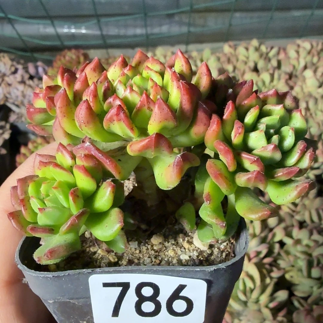 786七公分无砍小灯笼满20包邮