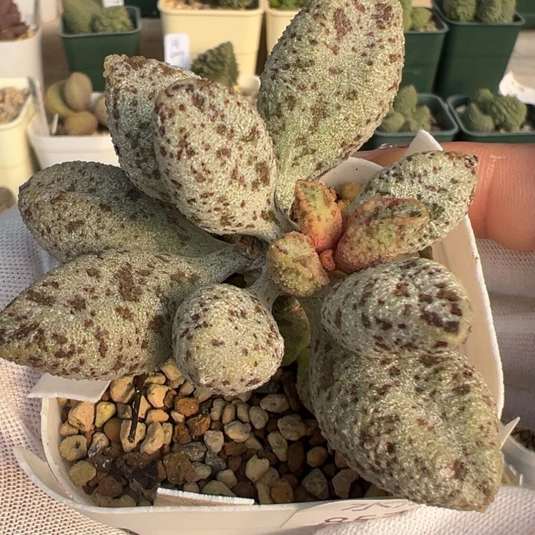 857老桩一颗胖嘟嘟叶片