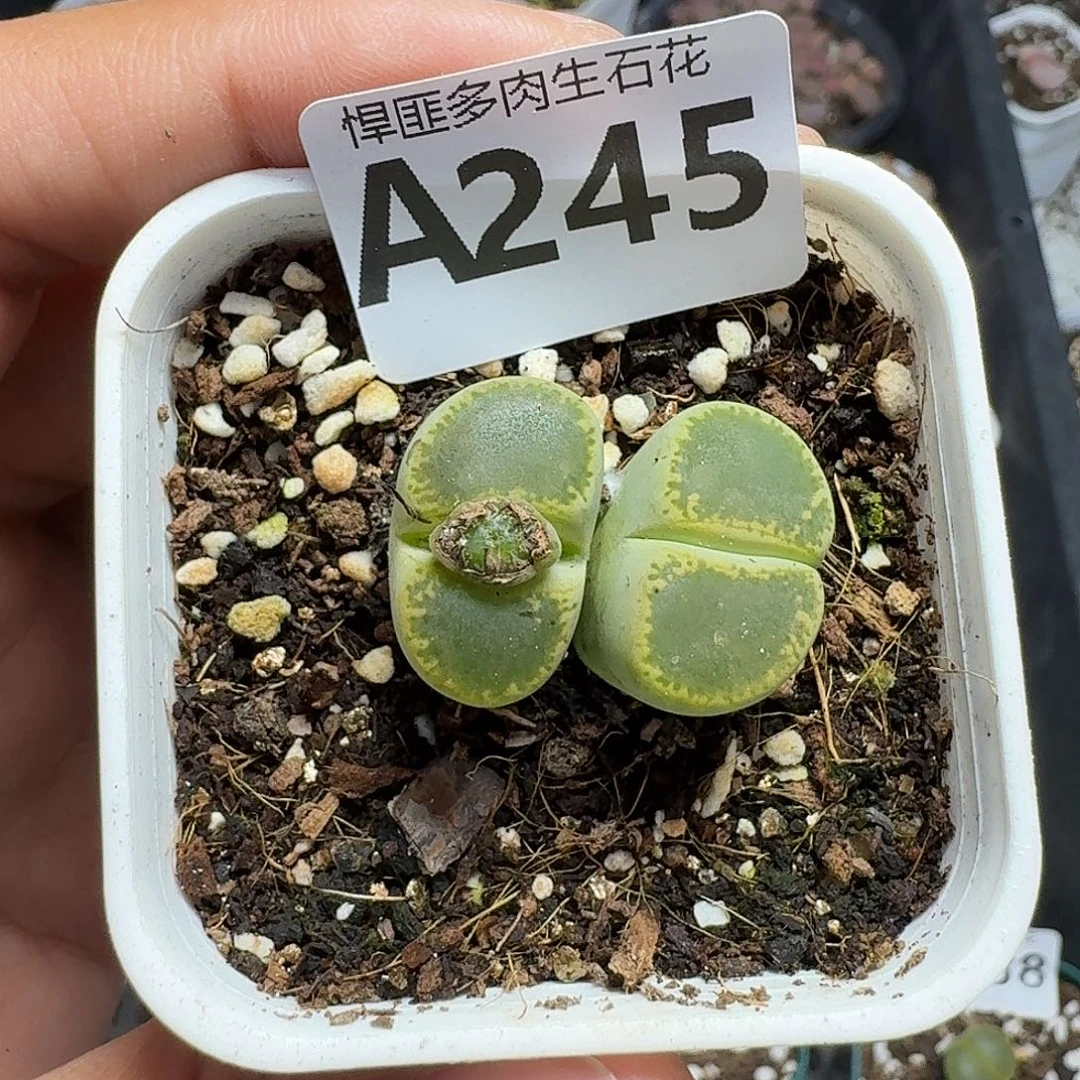 245多肉植物多肉植物