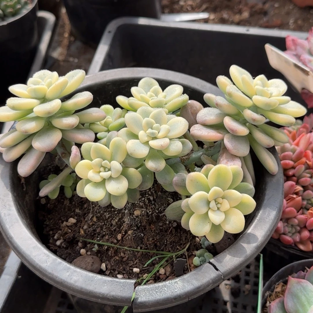 洛神锦惊鸿一物一拍包装收缩花旱