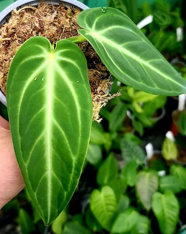 室内喜阴网红银盾花烛天南星热带植物盆栽花园庭院绿植