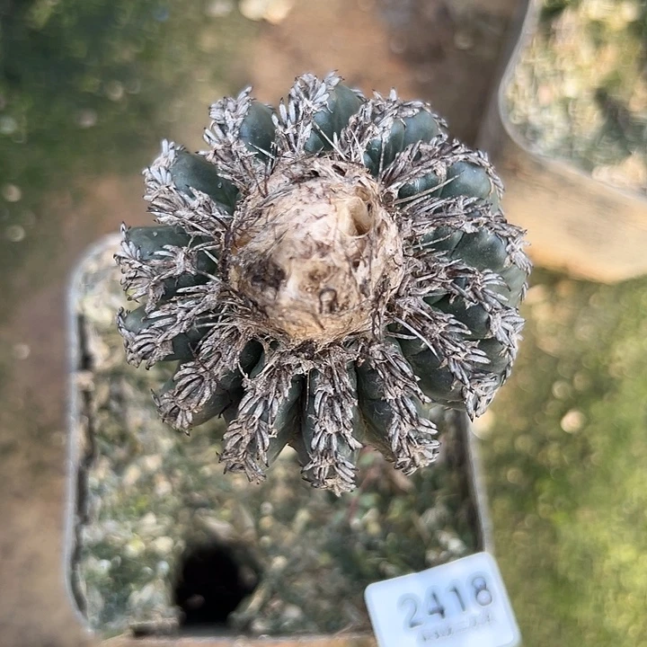 2418号三角嫁接奇特球