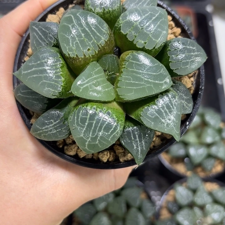 母本月影寿多肉植物