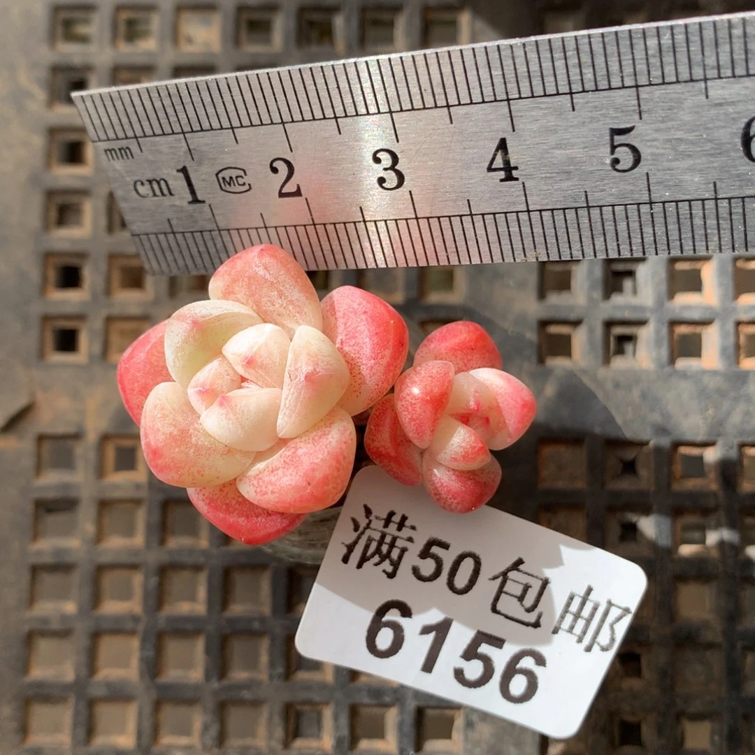 6156。玻璃瓶冰玉双头。