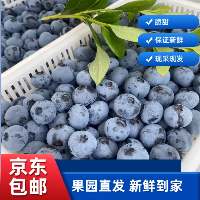 大果 净重2斤蓝莓 125g/每盒 连云港发货 蓝莓大小15-18mm左右