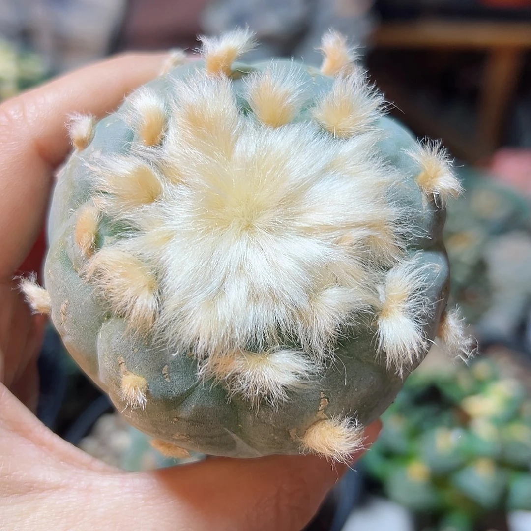 47号实生长毛银6.7公分