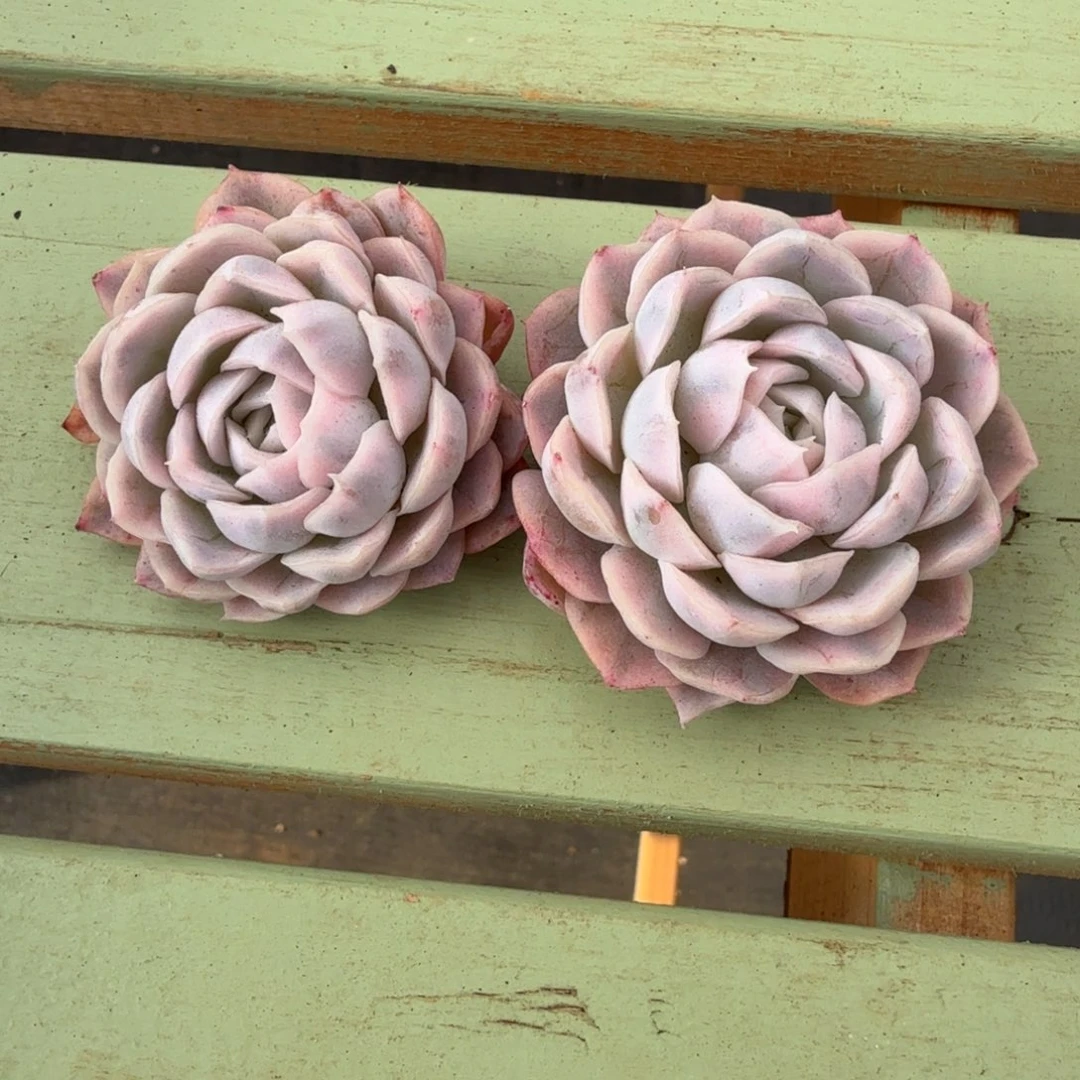 雪球锦两颗锦上园艺一物一拍