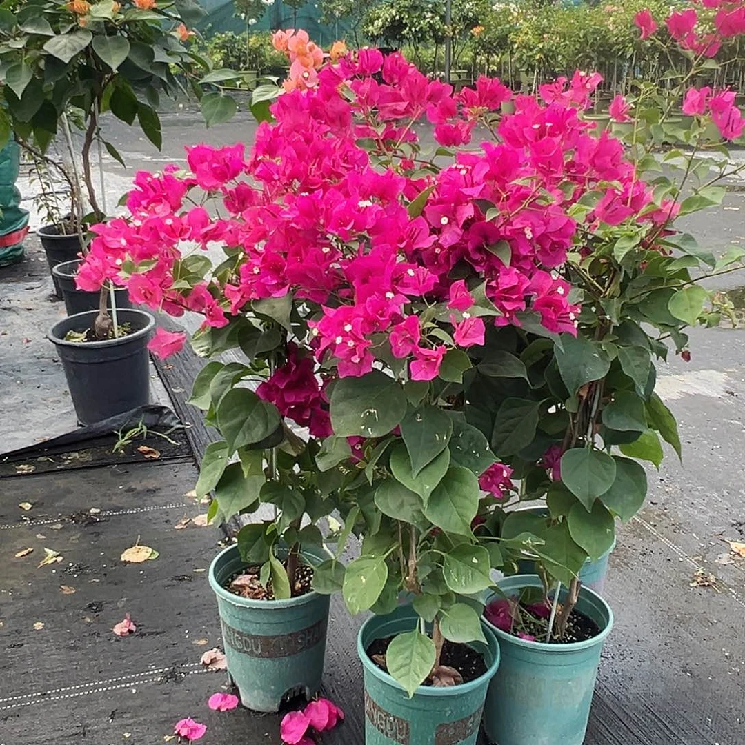 当前无花栽培后可以开花黑玫瑰带竹一颗