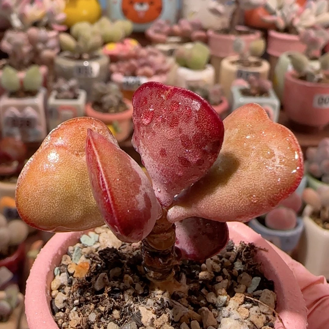 爱心带侧芽 盆口4cm