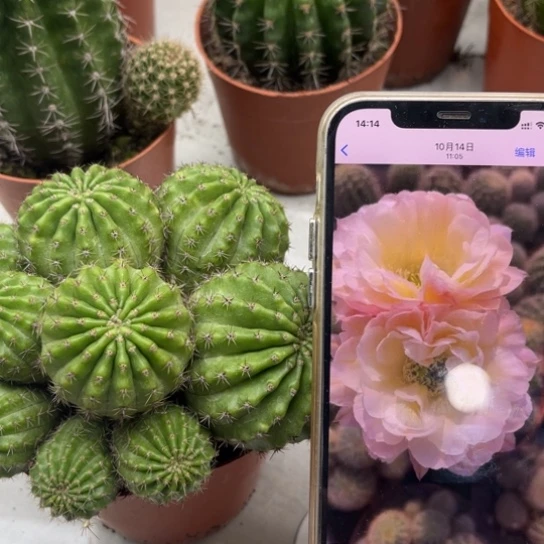 彩草比心多头群生