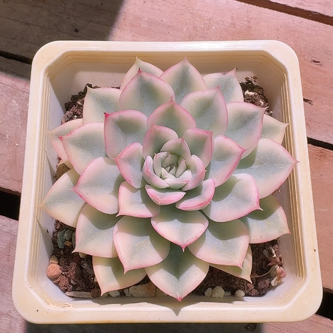 月亮仙子锦 多肉多肉