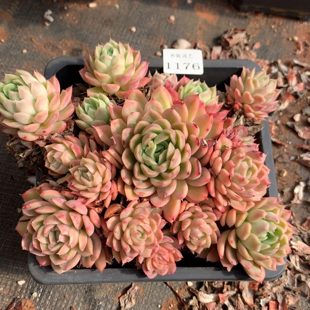 1176新年快乐发发发