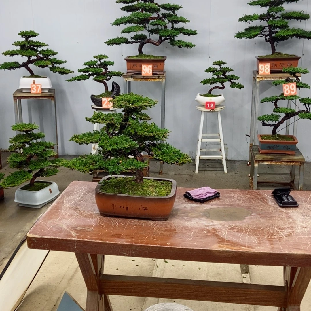 无花朵珍珠柏盆景