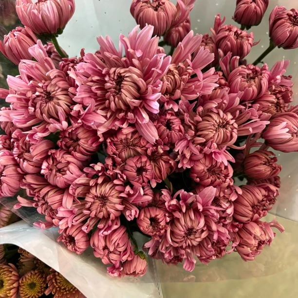 粉色大花 小雏菊9支+1支损耗