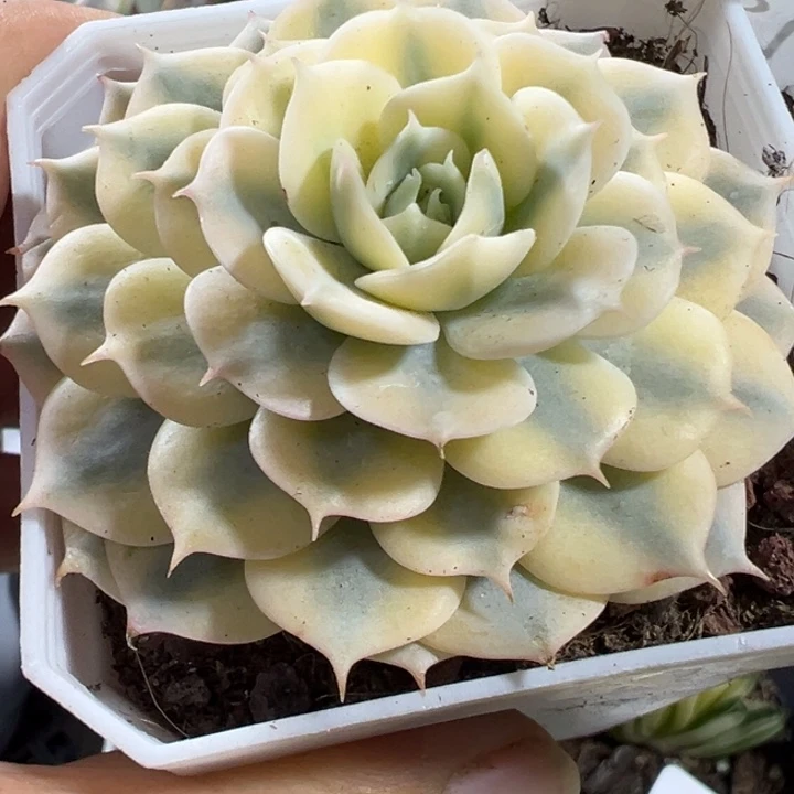 青钢金多肉植物487